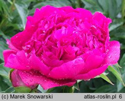 Paeonia lactiflora Marechal Mac Mahon