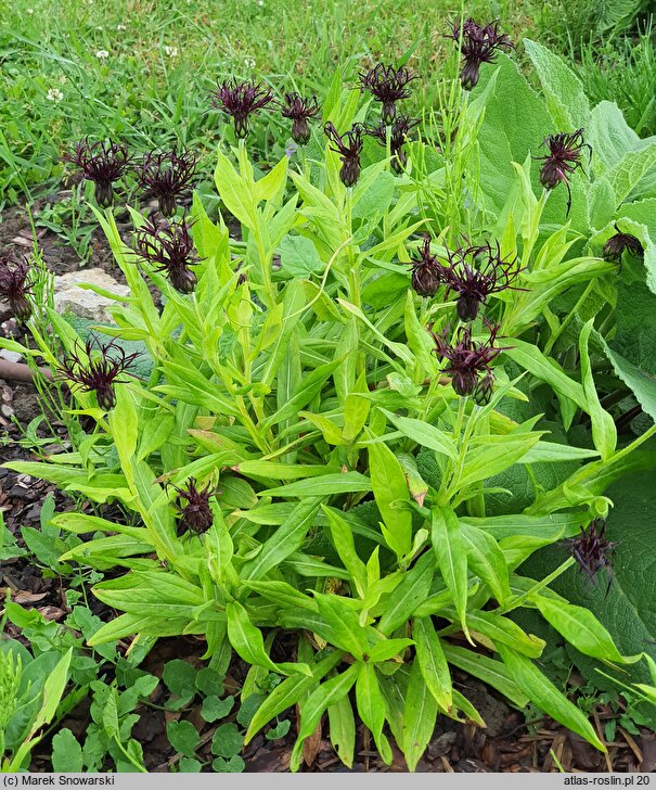 Centaurea montana Black Sprite