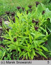 Centaurea montana Black Sprite