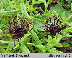 Centaurea montana Black Sprite