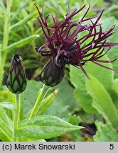 Centaurea montana Black Sprite