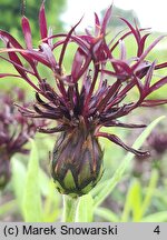 Centaurea montana Black Sprite