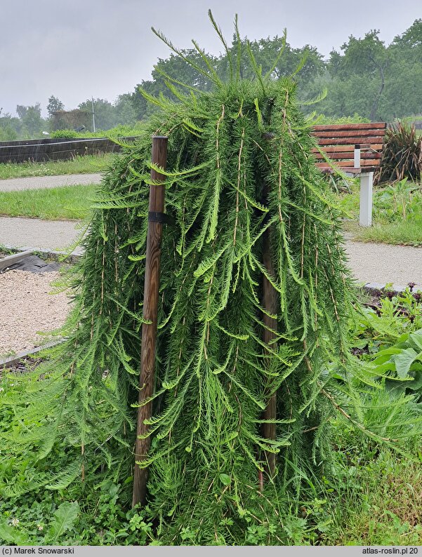 Larix decidua Puli