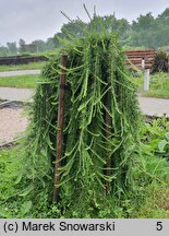 Larix decidua Puli