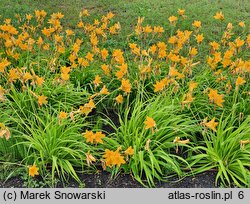 Hemerocallis middendorffii (liliowiec Middendorffa)