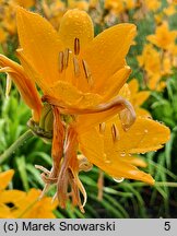 Hemerocallis middendorffii (liliowiec Middendorffa)