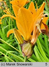 Hemerocallis middendorffii (liliowiec Middendorffa)