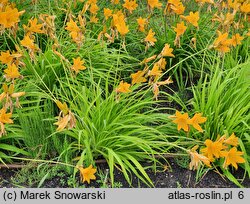 Hemerocallis middendorffii (liliowiec Middendorffa)