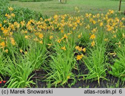 Hemerocallis flava (liliowiec żółty)