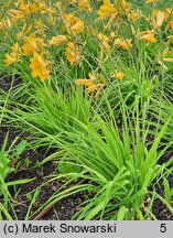 Hemerocallis flava (liliowiec żółty)