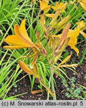 Hemerocallis flava (liliowiec żółty)