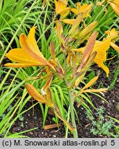 Hemerocallis flava (liliowiec żółty)