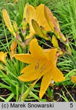 Hemerocallis flava (liliowiec żółty)