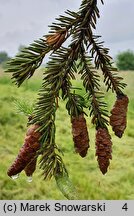 Picea likiangensis (świerk likiangeński)