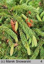 Picea likiangensis (świerk likiangeński)