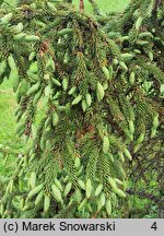 Picea likiangensis (świerk likiangeński)