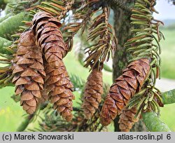 Picea likiangensis (świerk likiangeński)