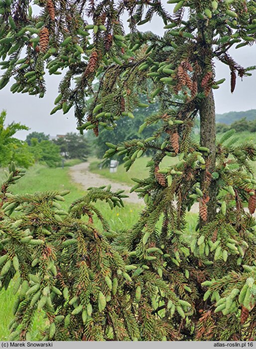 Picea likiangensis (świerk likiangeński)