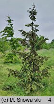 Picea likiangensis (świerk likiangeński)