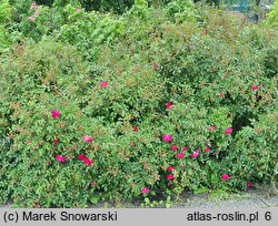 Rosa hort. Purple Rain