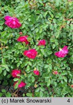 Rosa hort. Purple Rain