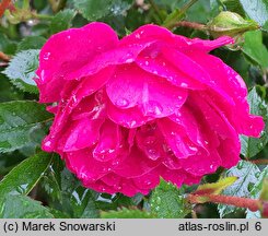Rosa hort. Purple Rain