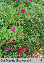 Rosa hort. Purple Rain
