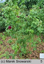 Rosa hort. Tuscany