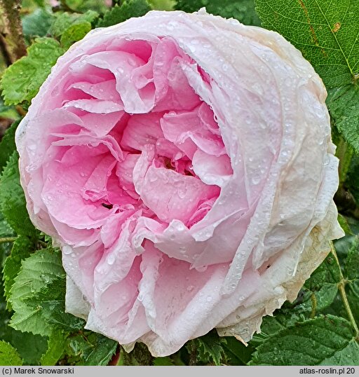 Rosa hort. Mme Louis Leveque
