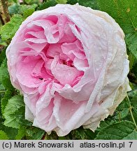 Rosa hort. Mme Louis Leveque