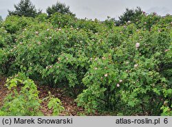 Rosa hort. Mme Louis Leveque
