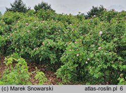 Rosa Mme Louis Leveque