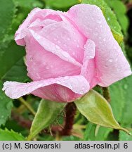Rosa hort. Mme Louis Leveque