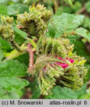 Rosa hort. Cristata