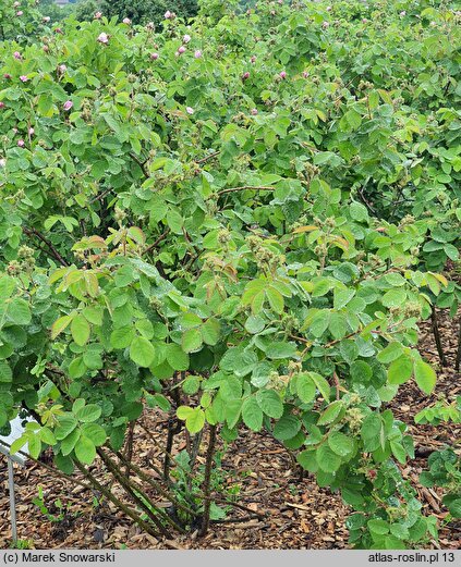 Rosa hort. Cristata