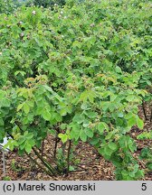Rosa hort. Cristata