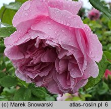 Rosa hort. Mary Rose