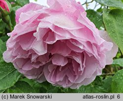 Rosa hort. Mary Rose