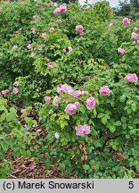 Rosa hort. Mary Rose