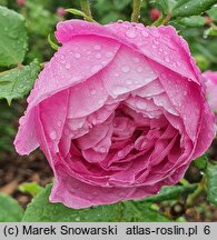 Rosa hort. Reine Victoria