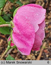 Rosa hort. Reine Victoria