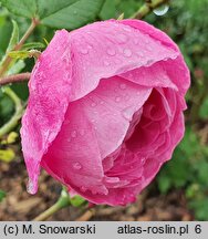 Rosa hort. Reine Victoria