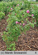 Rosa hort. Reine Victoria