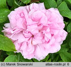 Rosa hort. Elfrid