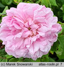 Rosa hort. Elfrid