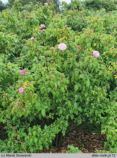 Rosa hort. Elfrid