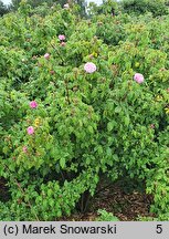 Rosa hort. Elfrid