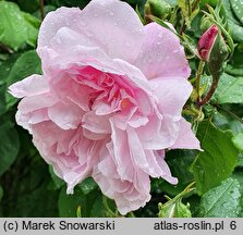 Rosa hort. Blanche Moreau