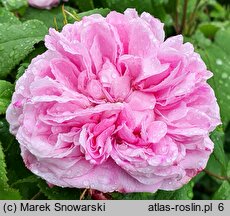 Rosa hort. Blanche Moreau
