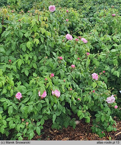 Rosa hort. Blanche Moreau